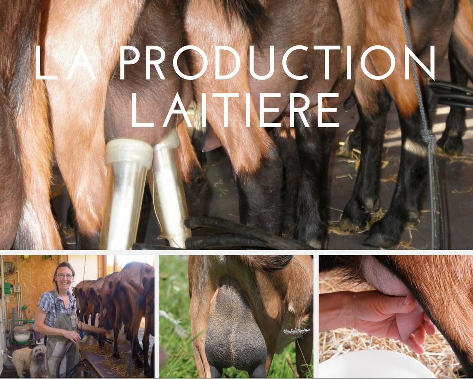 la ferme - la production laitière